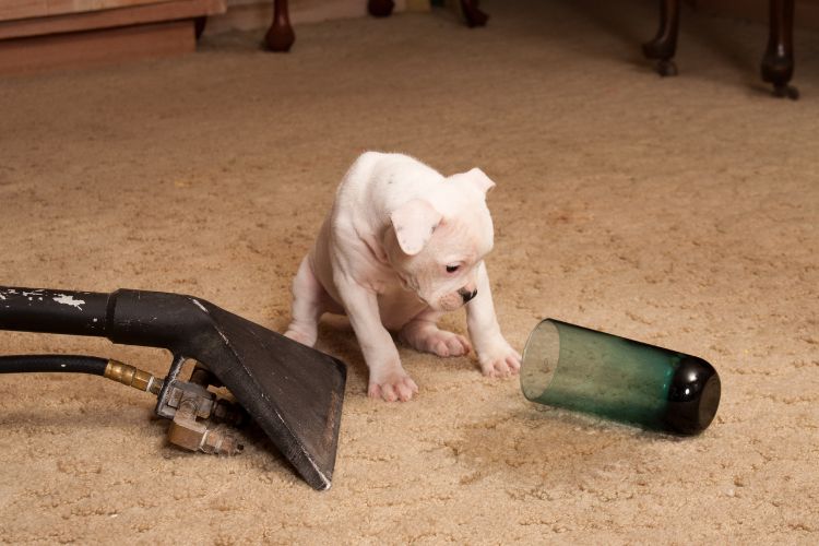 Remove Pet Stains From Carpet